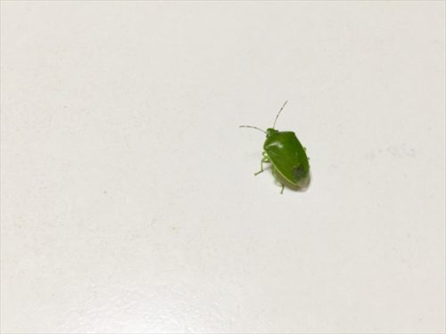 カメムシ