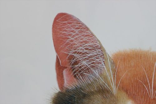 ネコの耳
