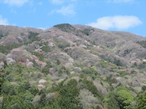 やまざくら