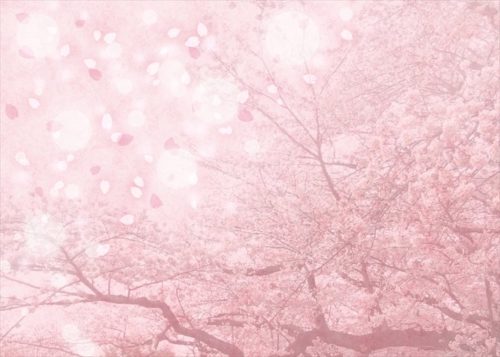 桜幻想