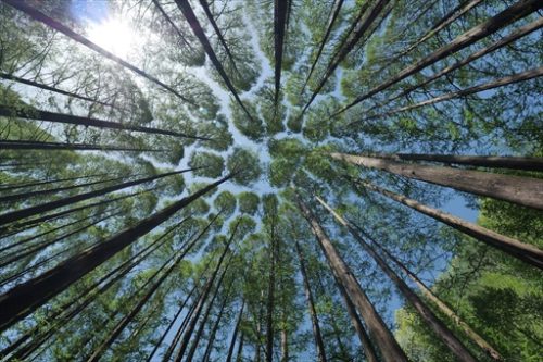 こずえ