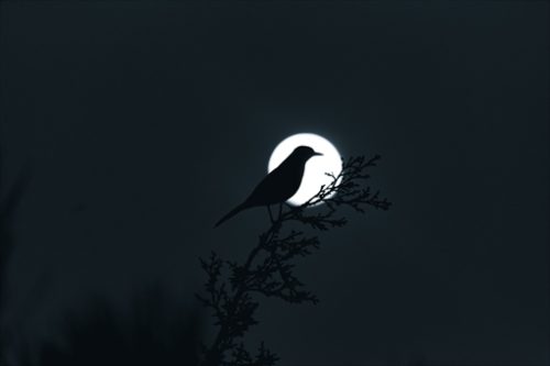 夜の鳥