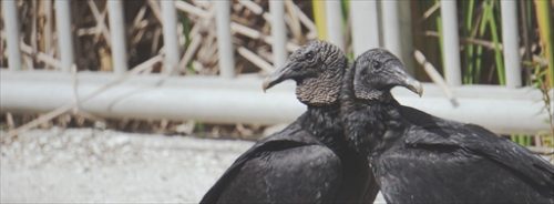 鳥の番