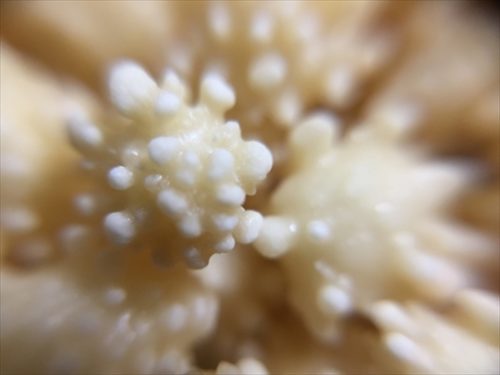 コンペイトウ