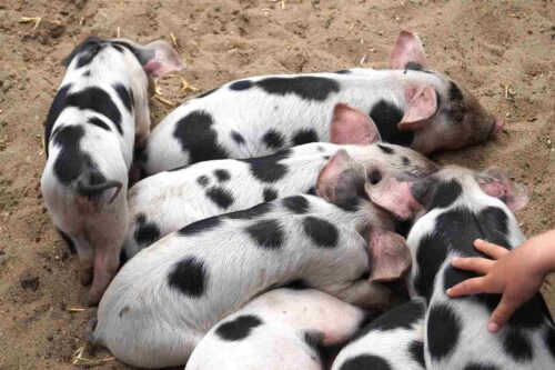 ７匹のかわいい子豚の赤ちゃん
