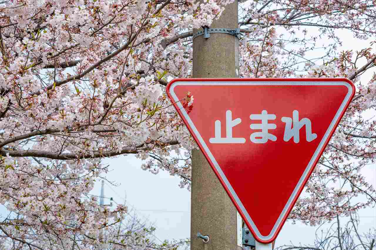 桜の花の前に漢字で「止まれ」の標識
