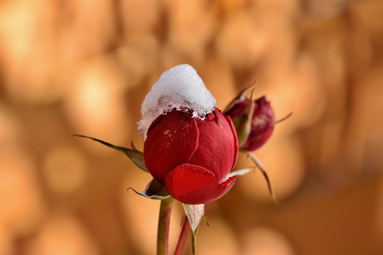 雪の帽子をかぶった一輪の赤いバラの花